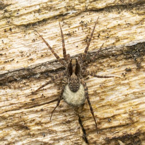 Pardosa sp.